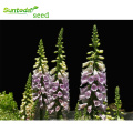 Asian garden indoesnisa Common Foxglove seeds flower seeds for growing